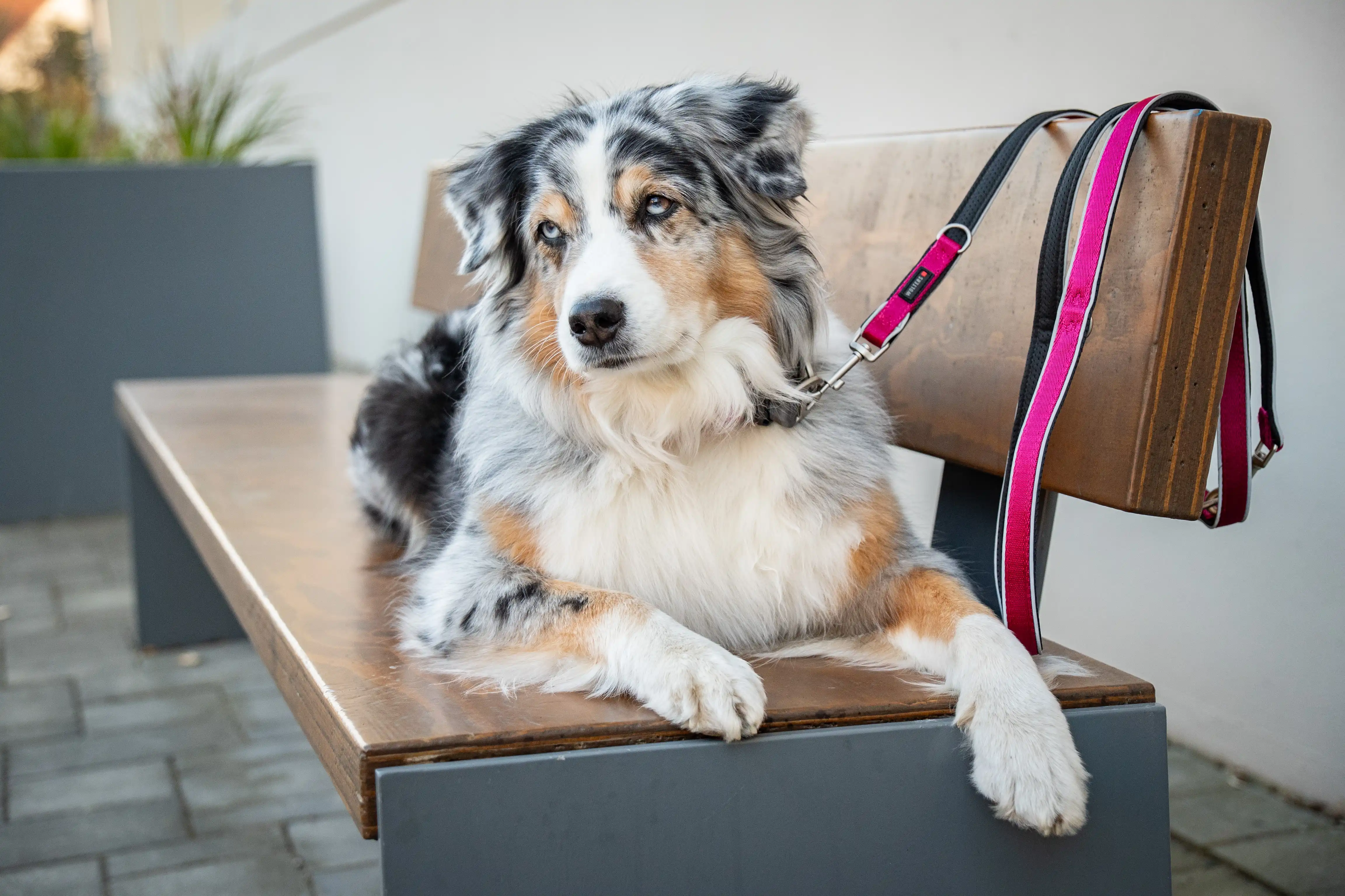 Active Pro Comfort Führleine 